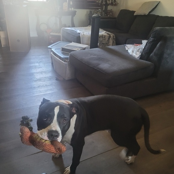 Meet your Posher, Delphina - Picture 3 of 13